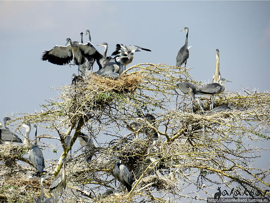 Black-headed Heron Танзания