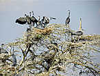 Black-headed Heron