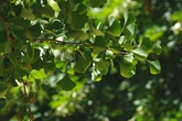 Это листопадное растение с уникальной для современных голосеменных формой листьев — вееровидной двулопастной пластинкой шириной около 8 см.