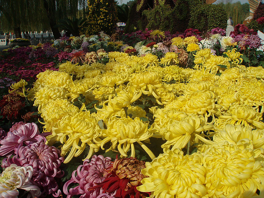 Хризантема — цветок Китая Пекин, Китай