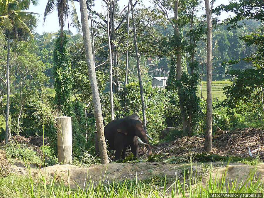 Прогулка по слоновьему приюту Пиннавала, Шри-Ланка