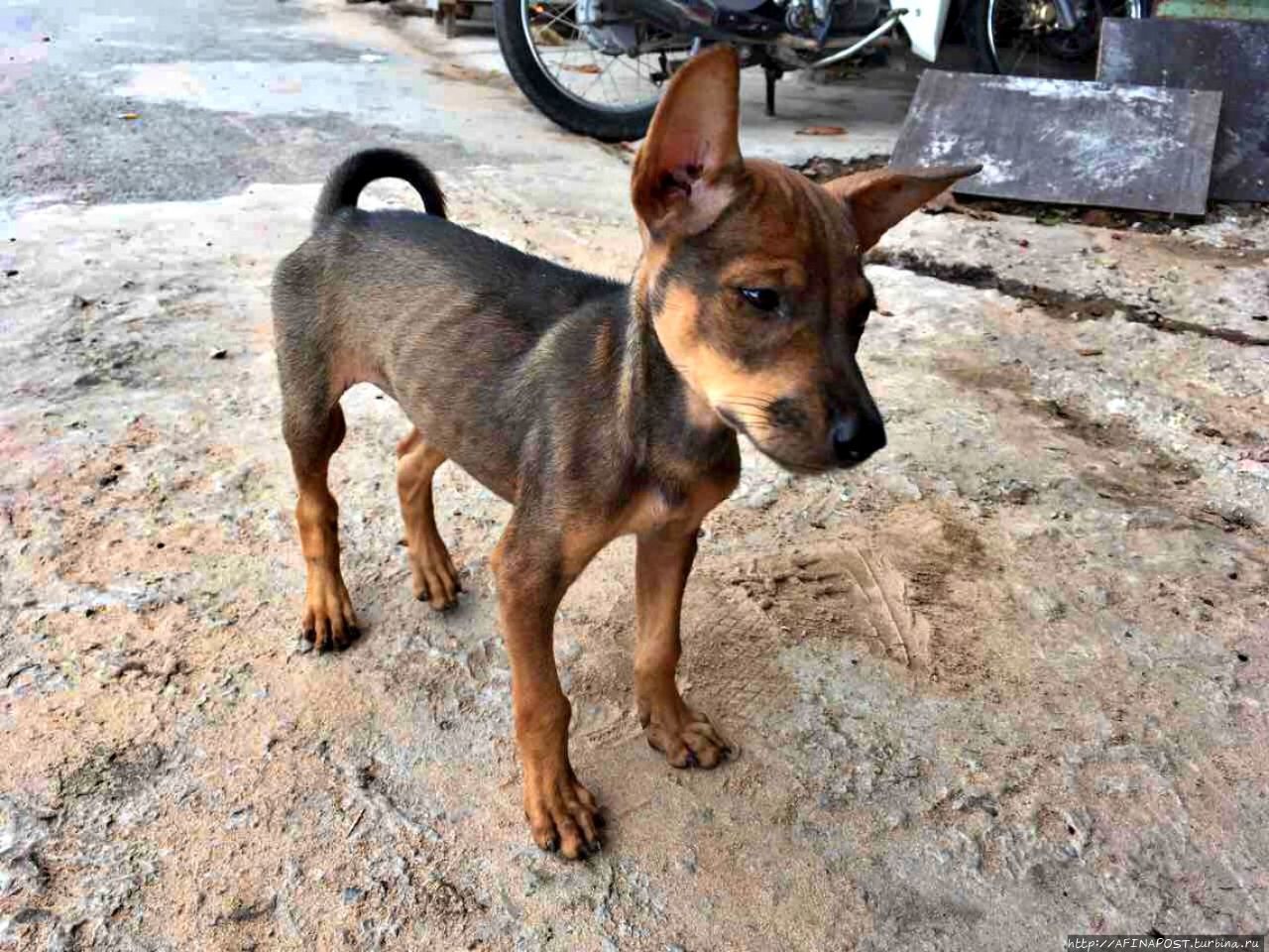 Собаки Фукуок Остров Фу Куок, Вьетнам