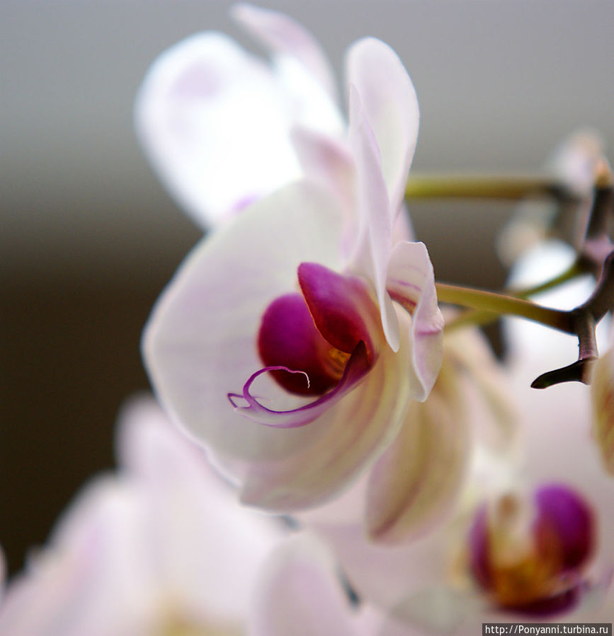 Орхидеи в замке Розенштайн Штутгарт, Германия