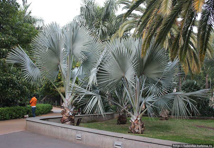 Парк Гарсия Санабрия (Parque Garcia Sanabria) — лёгкие города. Санта-Крус-де-Тенерифе, остров Тенерифе, Испания