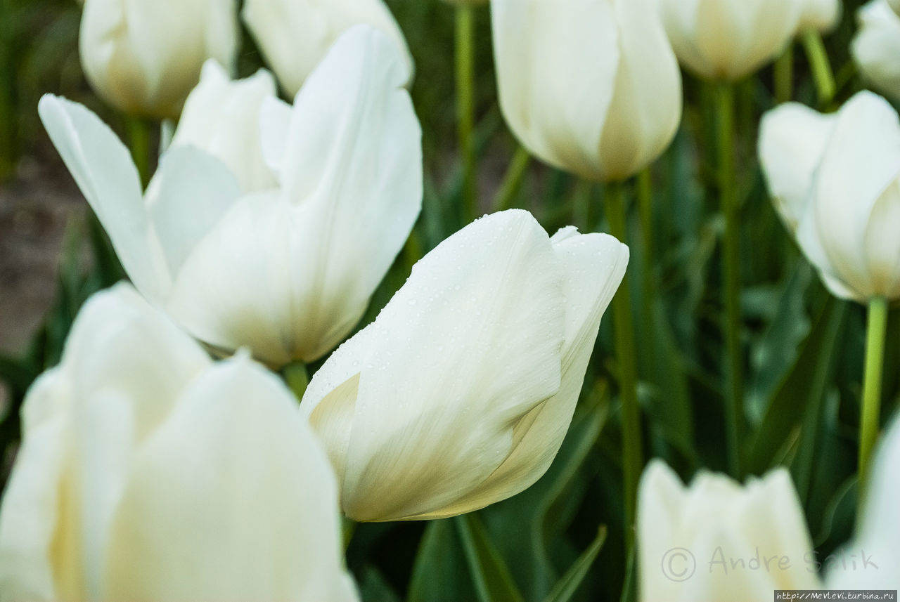 Цветочное чудо Юрмала, Латвия