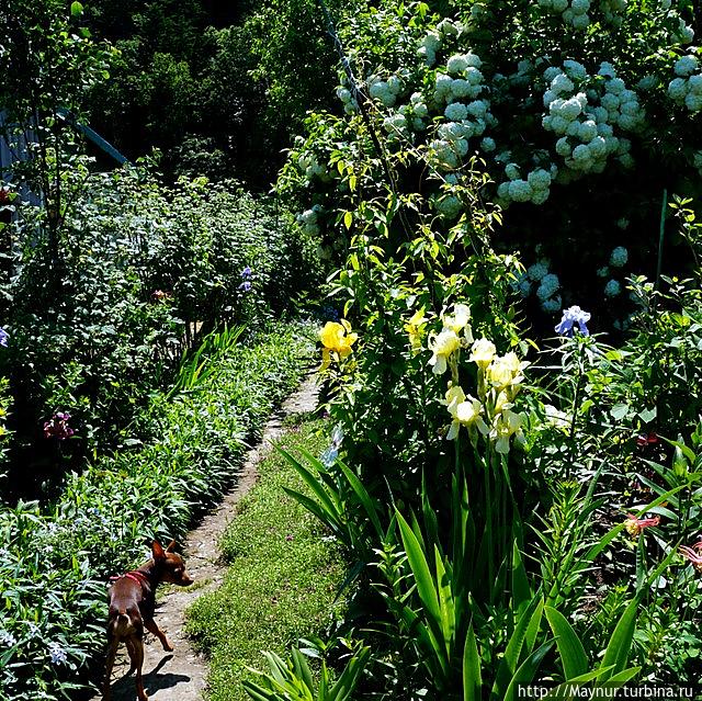 Макушка   лета.  Разнотравье,  разноцветье Южно-Сахалинск, Россия