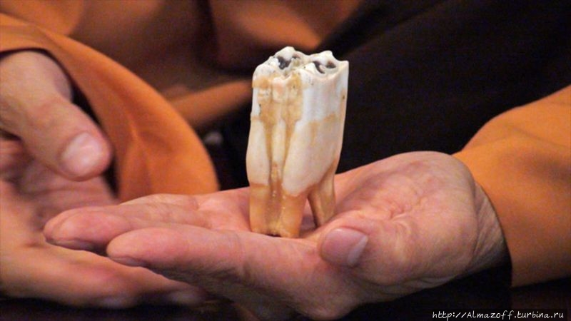Зуб Будды — очень редкая реликвия оставшаяся после исторического Будды Шакьямуни.