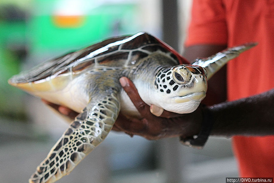 Черепахи на Шри Ланке Косгода, Шри-Ланка