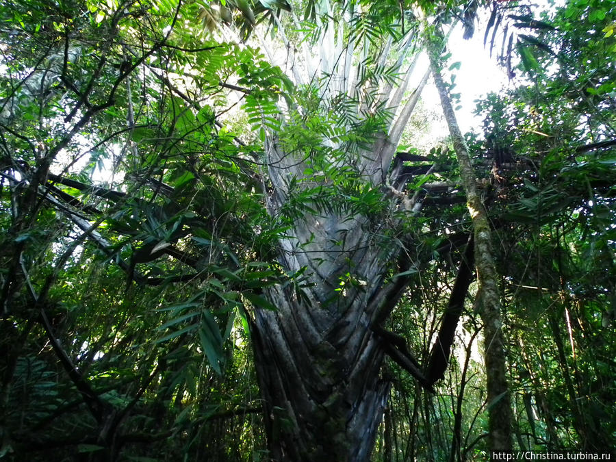 Во она — знаменитая гигантская пальма Мадагаскара. Ранумафана Национальный Парк, Мадагаскар