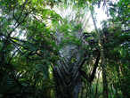 Во она — знаменитая гигантская пальма Мадагаскара.