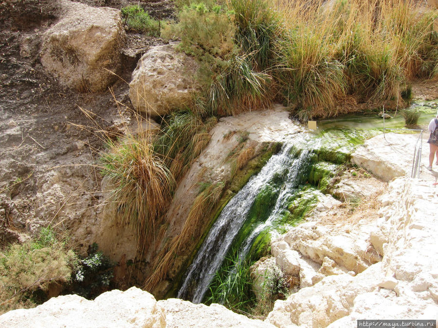 Не зря же название Эйн-Геди переводится, как водопой козленка Мертвое море, Израиль