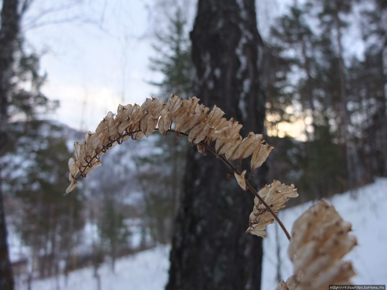 С настроением весеннего леса... Красноярск, Россия