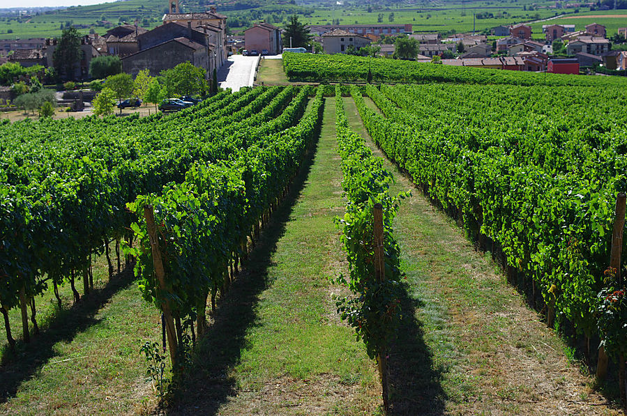 Виноградные плантации стройными рядами. Соаве, Италия