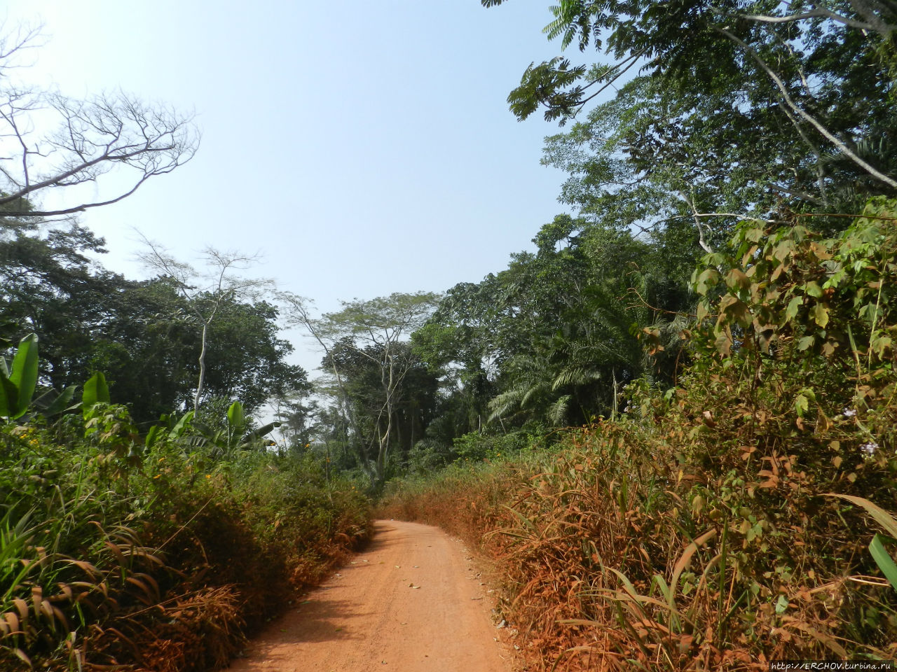 Камерун. Ч - 16. Тропический лес и Банту (люди леса)