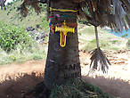Одиночное дерево (пальма) по центру мыса.