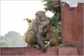 У входа в форт нас встретили обезьяны и навязчивые местные гиды. И те и другие очень неплохо имеют с многочисленных туристов, посещающих Красный форт. С этой шустрой парочкой мы еще пообщаемся более тесно на обратном пути. Ведь какая Индия без обезьян?