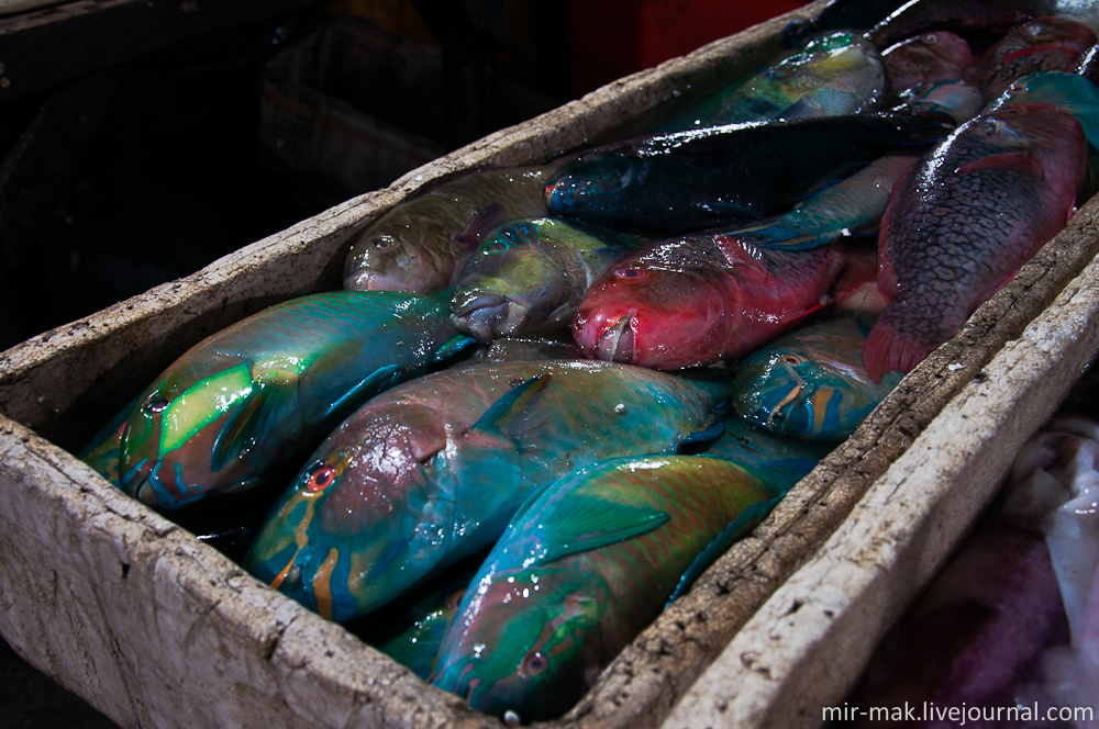 Разноцветные красавцы – рыба Попугай. Джимбаран, Индонезия