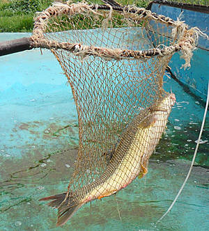 рыба локо в армении. Смотреть фото рыба локо в армении. Смотреть картинку рыба локо в армении. Картинка про рыба локо в армении. Фото рыба локо в армении рыба локо в армении. Смотреть фото рыба локо в армении. Смотреть картинку рыба локо в армении. Картинка про рыба локо в армении. Фото рыба локо в армении