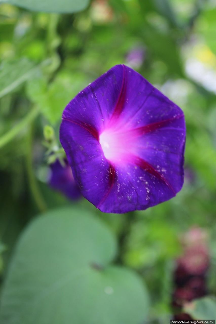 Такого цвета ипомею который год пытаюсь вырастить на балконе, а всё не выходит. Приходится ездить в Городец на дачу к друзьям любоваться:)