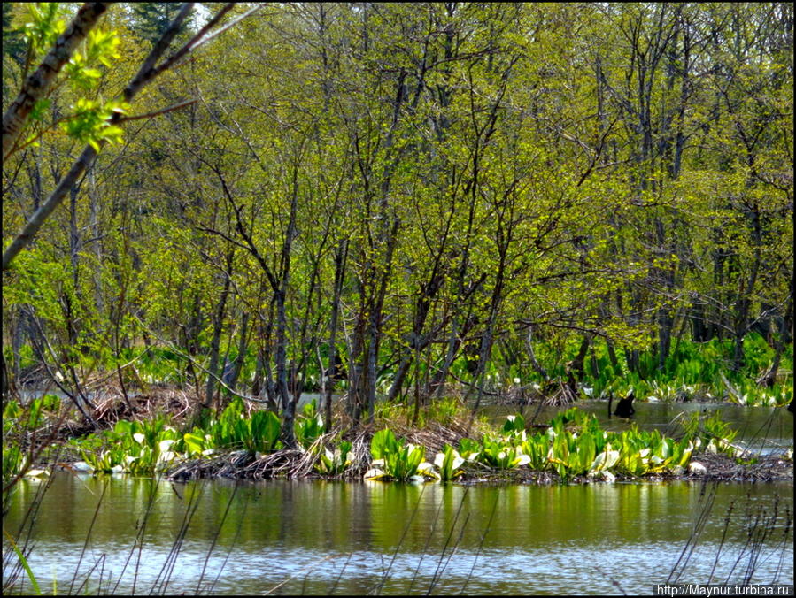 Лесное  озеро. Южно-Сахалинск, Россия