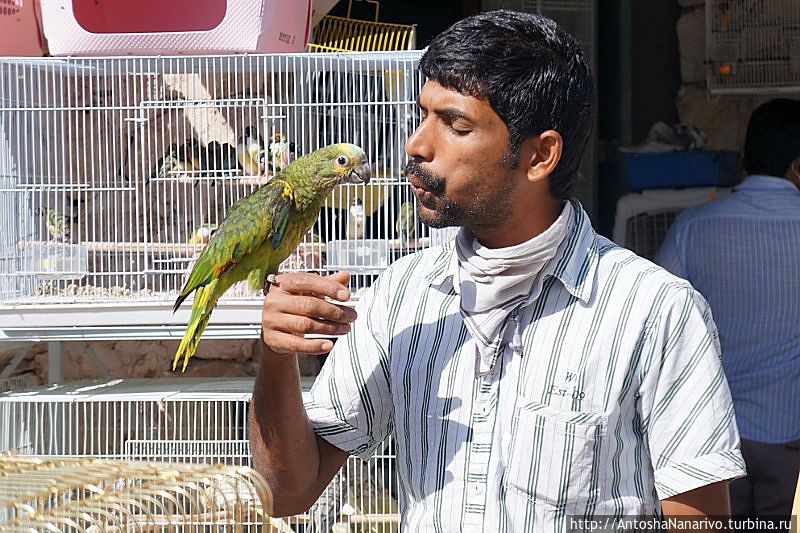 Сук Вакиф утренний Доха, Катар