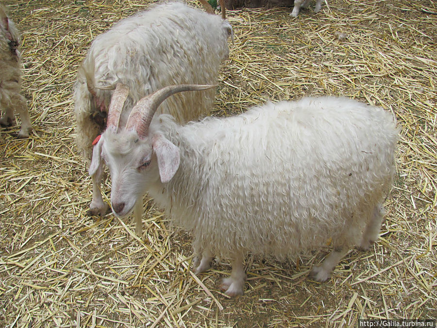 Ангорские овцы. Тель-Авив, Израиль