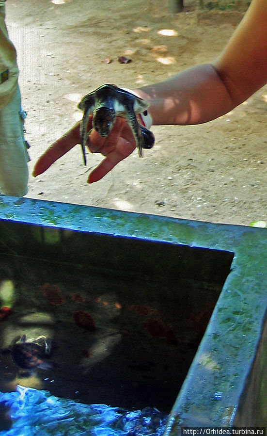 Черепаховая ферма на Шри-Ланке Шри-Ланка
