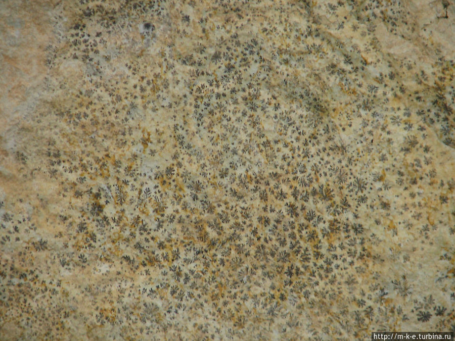 На камне  можно разглядеть окаменелость-брахиопод и многочисленные отпечатки листиков папоротников. Свердловская область, Россия
