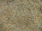 На камне  можно разглядеть окаменелость-брахиопод и многочисленные отпечатки листиков папоротников.
