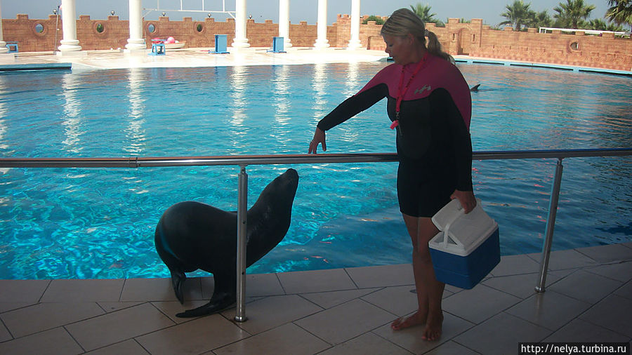 Dolphin Parc- лучшая достопримечательность Аланьи