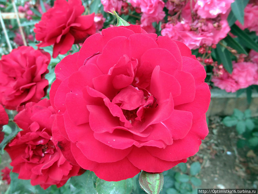 Цветущий Дидим Дидим, Турция