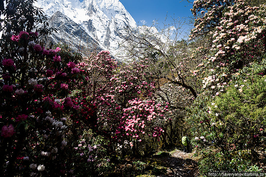 Волшебный лес