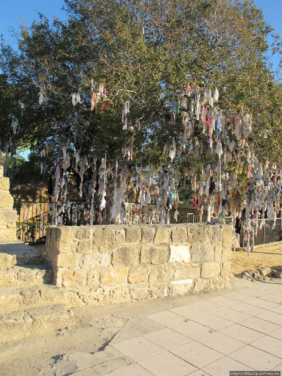 дерево здоровья около катакомб Пафос, Кипр