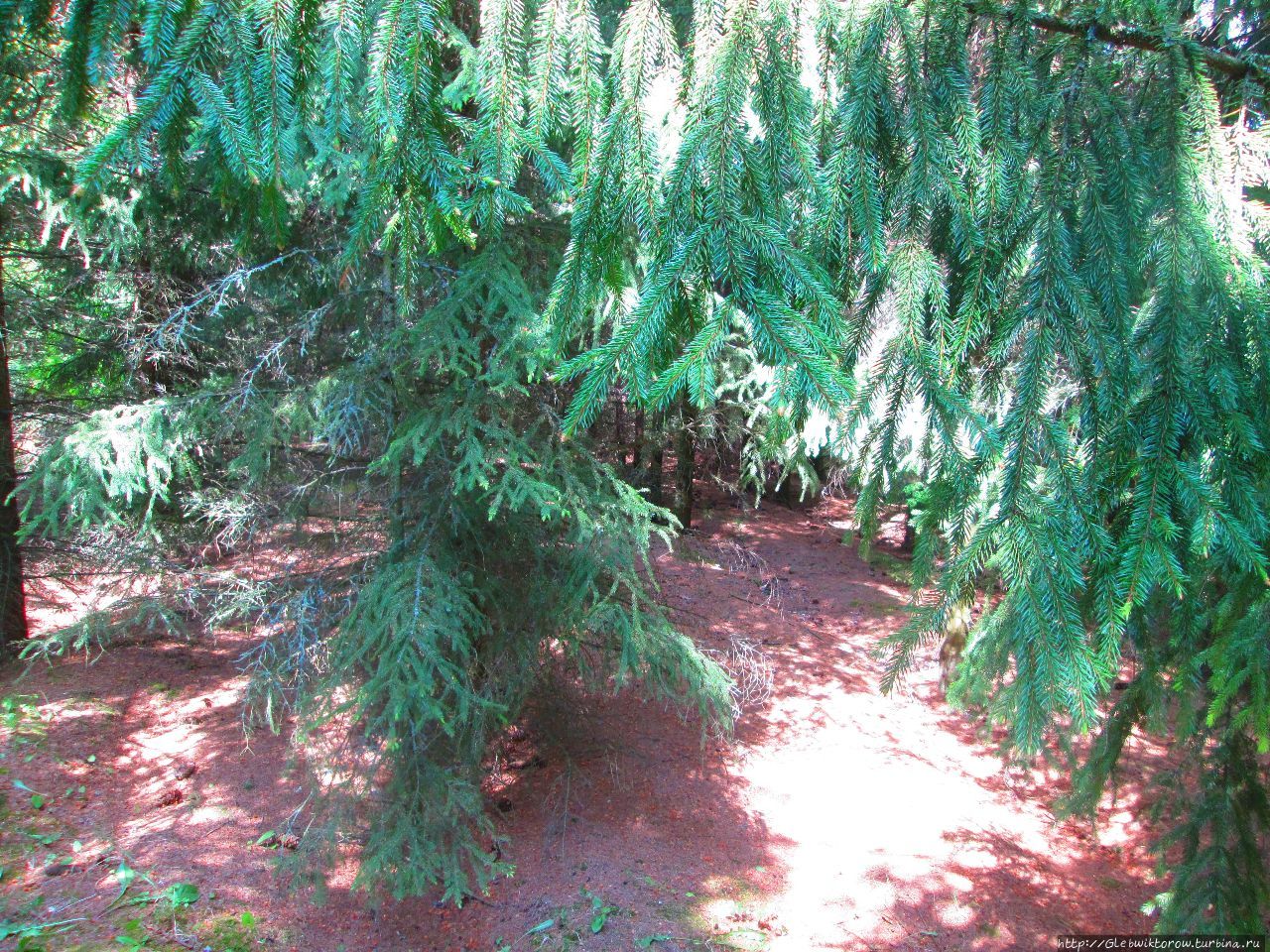 Прогулка в Дендрологический сад Нарочанского парка