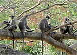 Лесные братья. Целая стая лангуров порадовала нас в городском парке Анурадхапуры