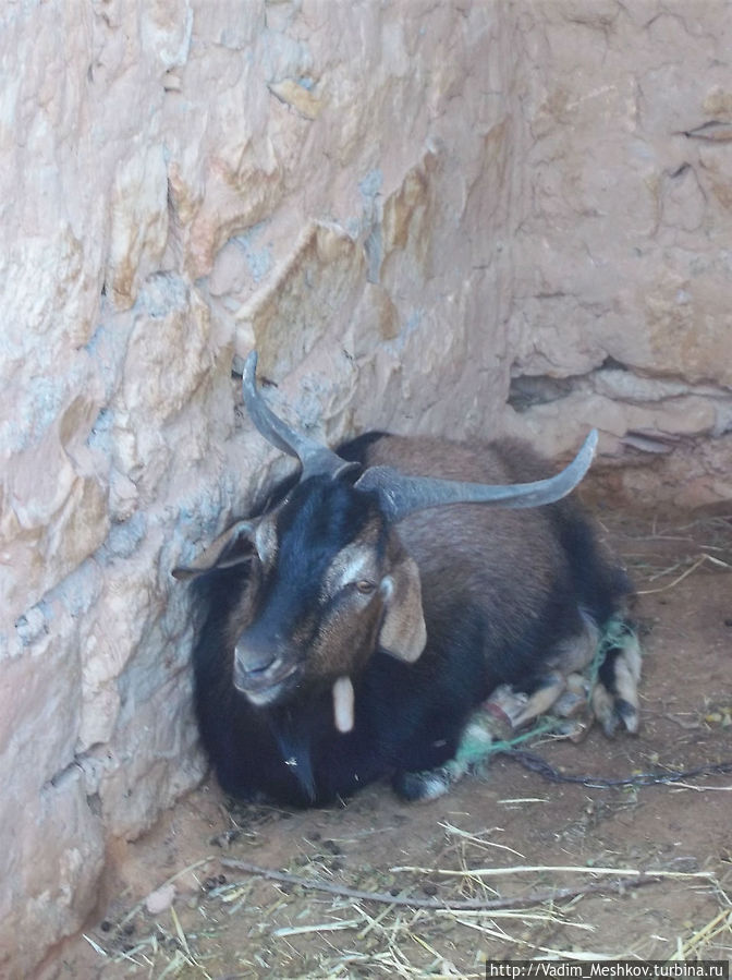 Горный козел в пещере троглодитов Матмата, Тунис