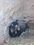 Горный козел в пещере троглодитов