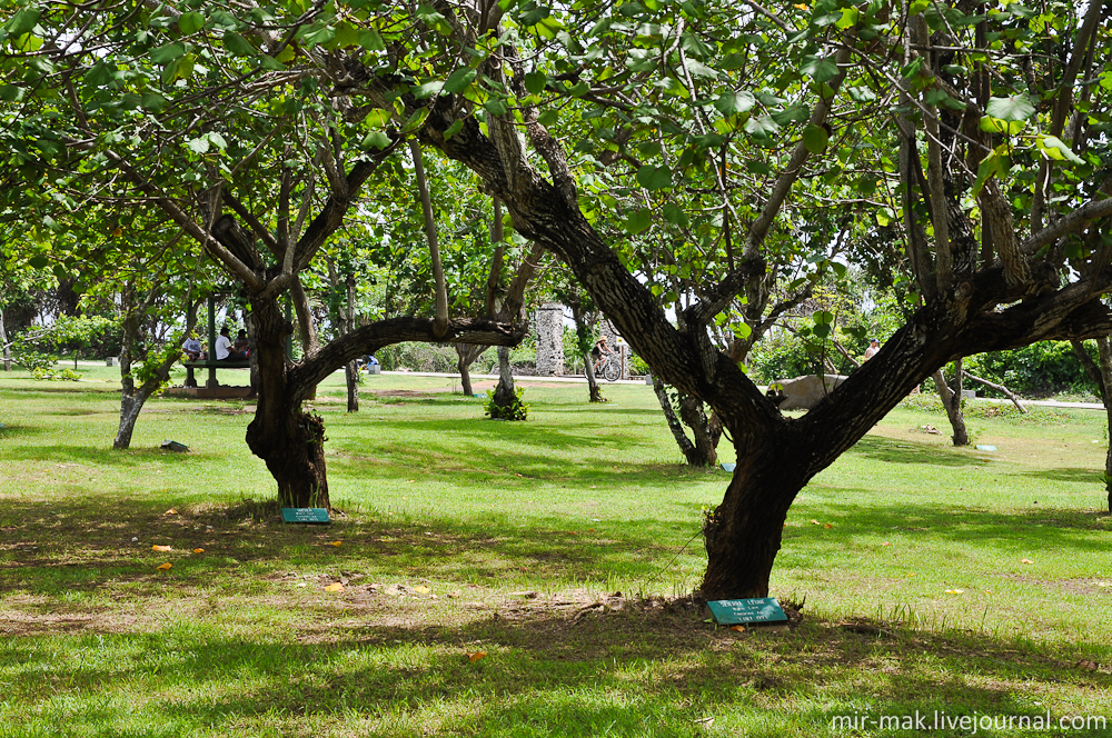 Видимо эти деревья и называются «Садом Надежды». Бали, Индонезия