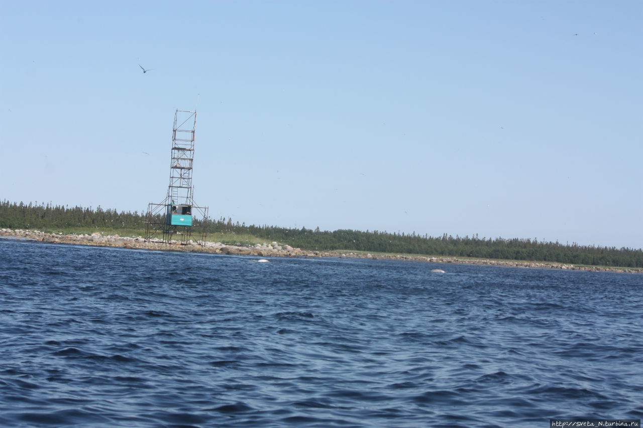 Морские прогулки к тюленям и белухам Соловецкие острова, Россия