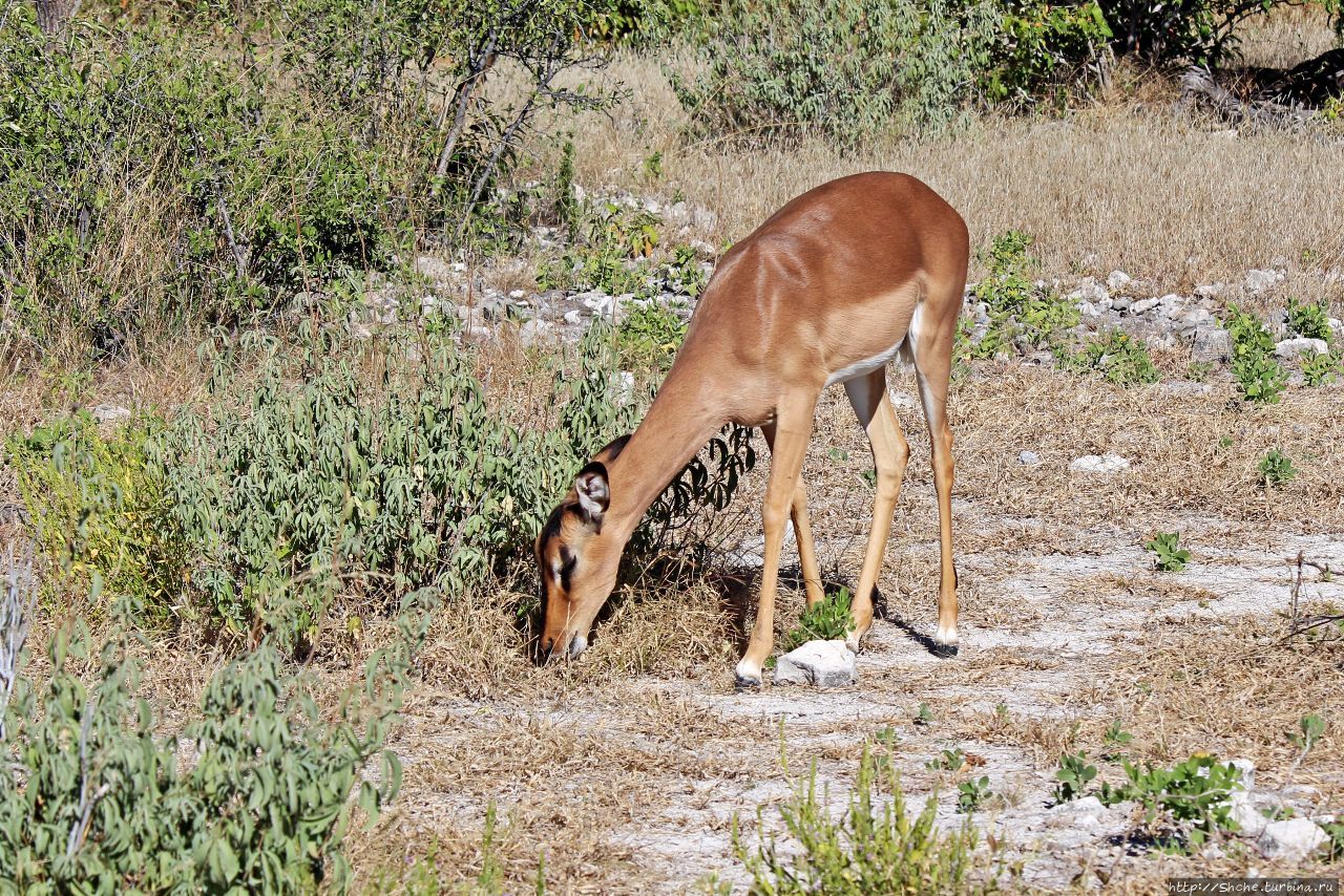 Въезд Намутони Этоша Национальный Парк, Намибия