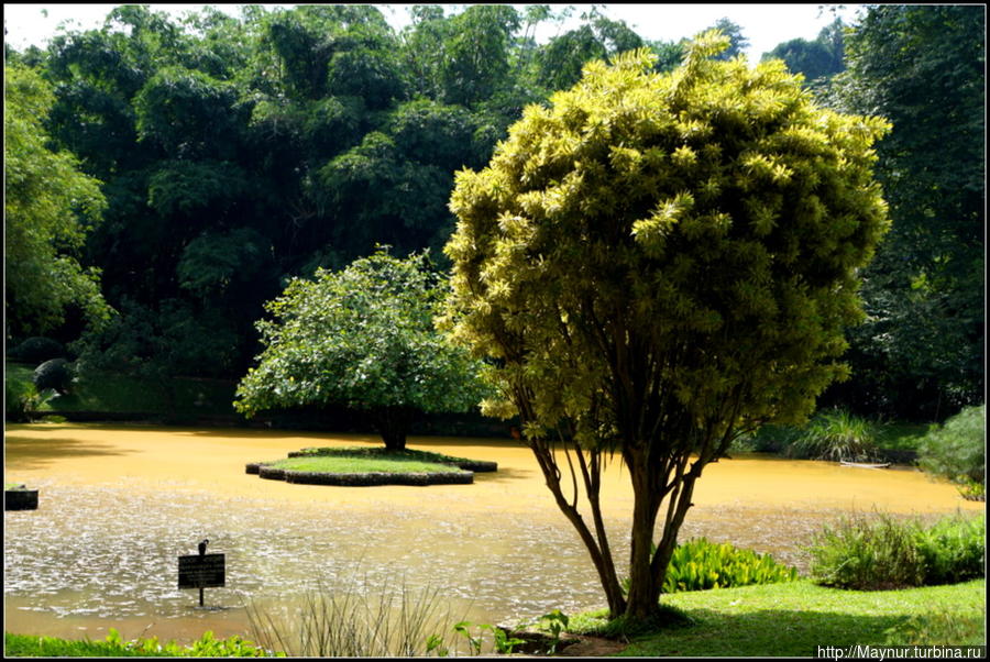 Небольшое  озеро  на  территории  сада. Перадения, Шри-Ланка