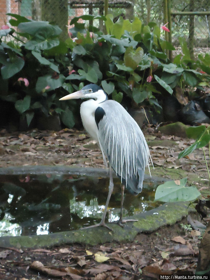 Зоопарк в Тене Тена, Эквадор