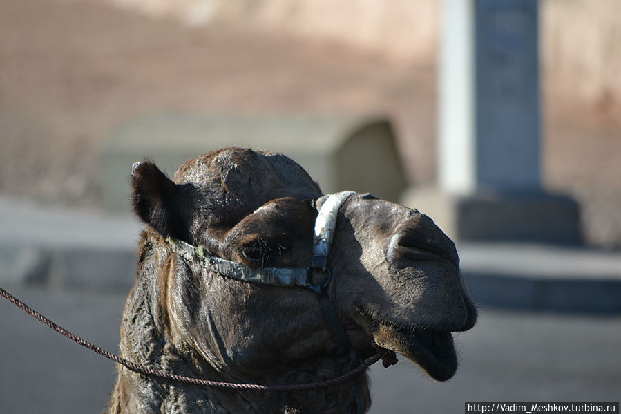 Верблюд Марокко