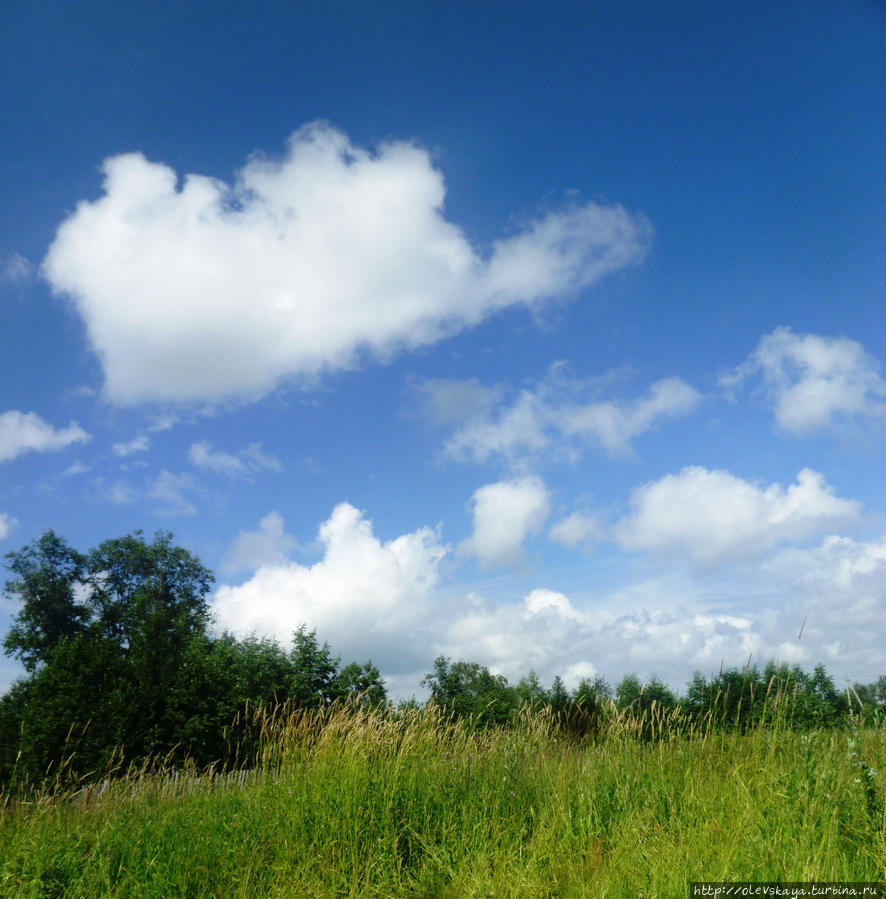 Вот липа уже нашлась! Вологодская область, Россия