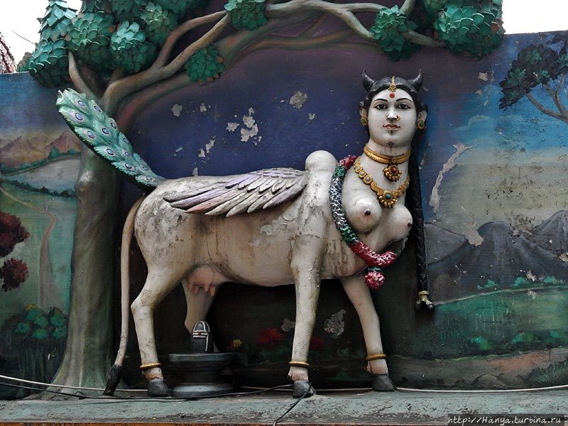 Богиня Камадхена. Фото из интернета