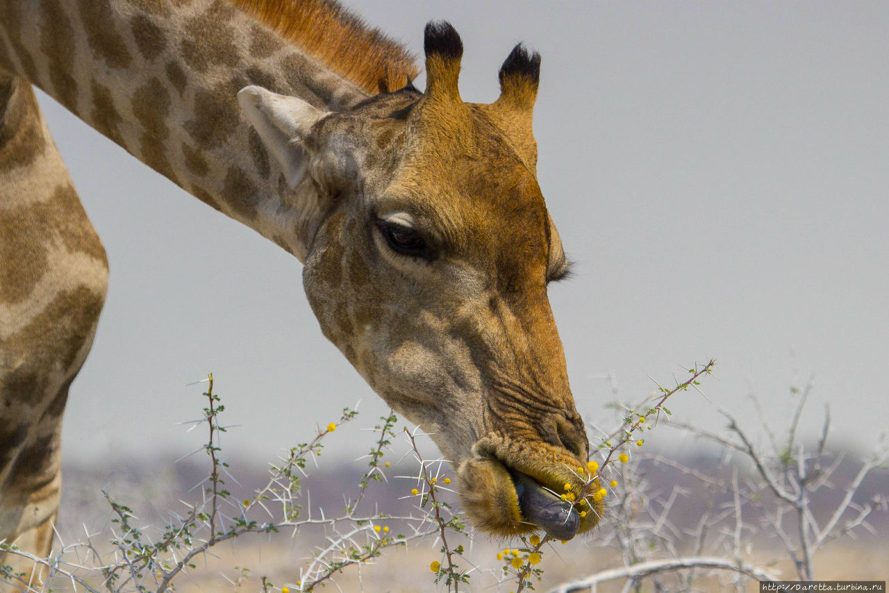 Этоша: Страна миражей Этоша Национальный Парк, Намибия