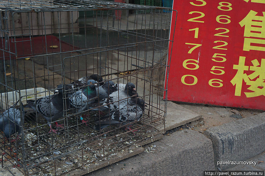 Уличные голуби на еду продаются Циндао, Китай