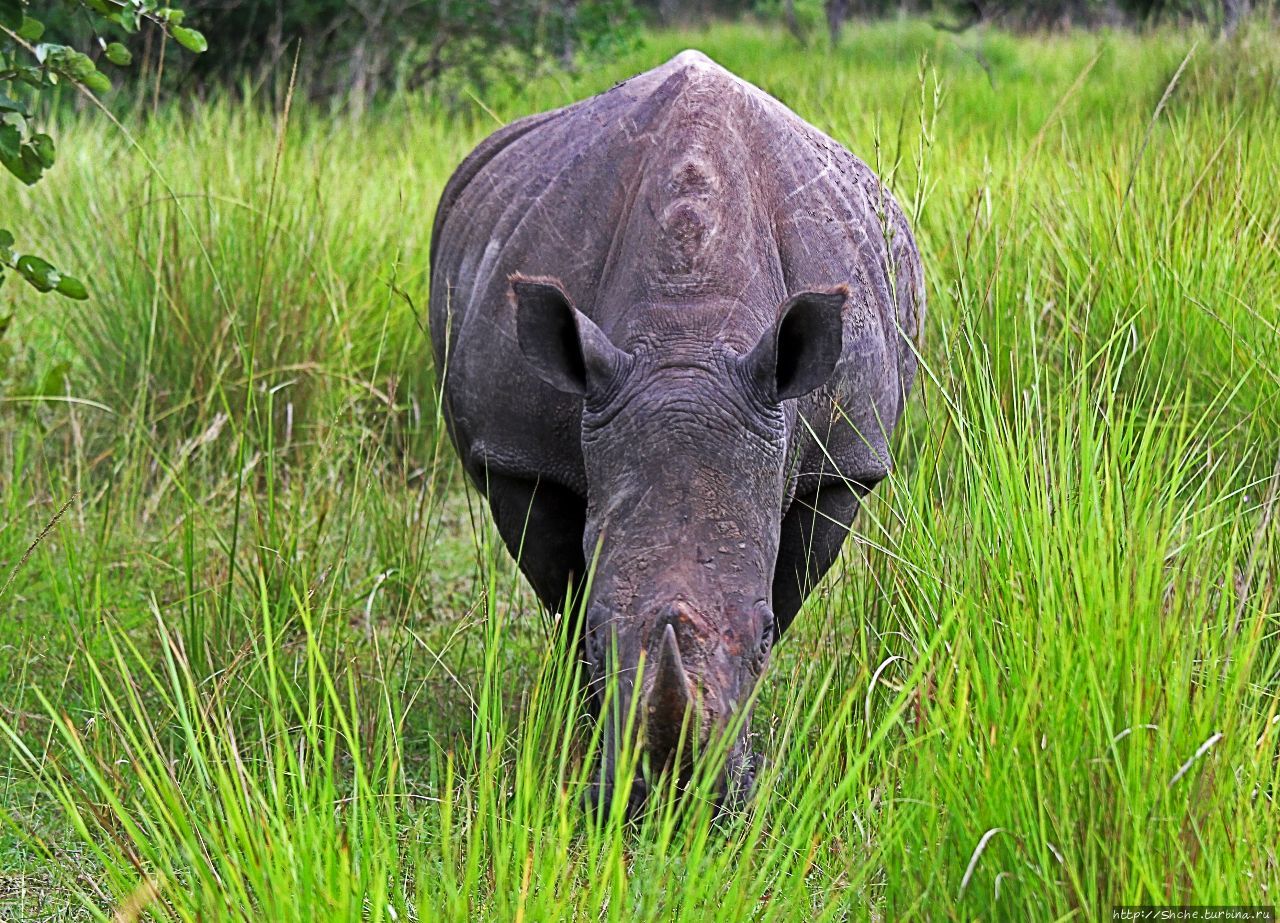 Зива-Рино заповедник / Ziwa Rhino Sanctuary