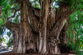 дерево Туле – El Árbol del Tule