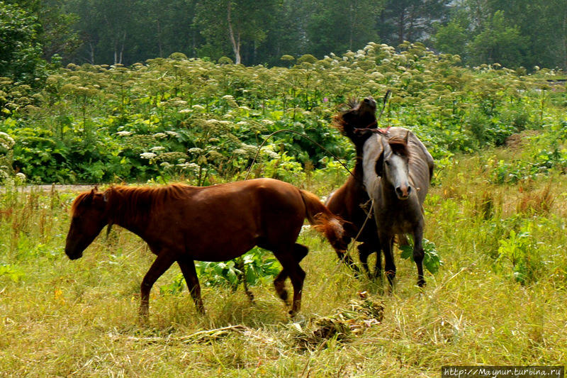 Мне  было  бесконечно  жаль,  что  лошади  на  привязи.   Все  казалось.  что  они  запутаются  в  этих  веревках.  преломают  себе  ноги  и  самое  плохое  —  загрызут  друг  друга.  Но  каким — то  чудесным  образом  они  ни  разу  не  запутались! Южно-Сахалинск, Россия
